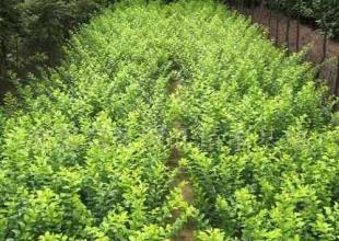 衛矛綠化苗木 優質的農副產品選擇