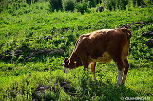 牲畜 農業生產的重要支柱