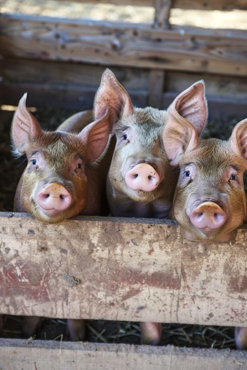 豬養殖與互聯網文化的視覺傳播 圖片資源合法使用指南